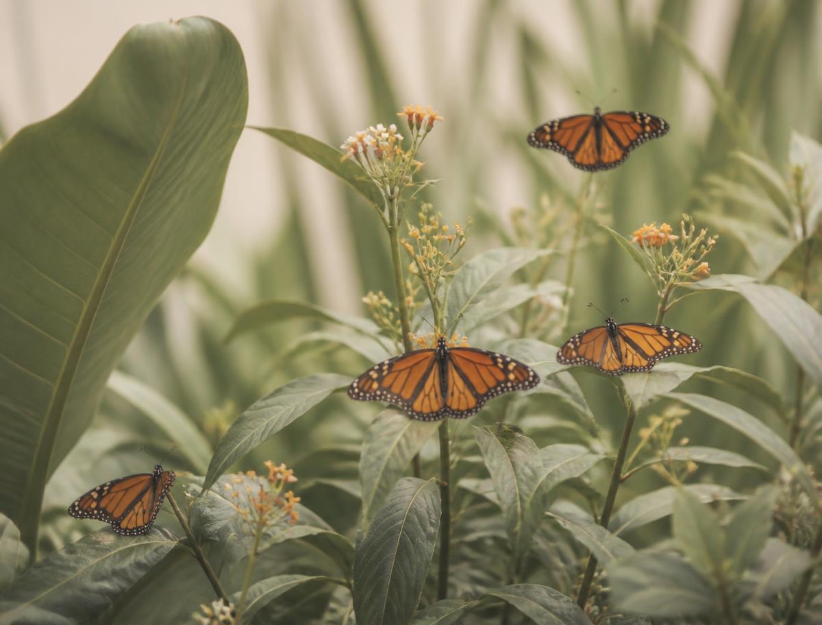 Mariposas monarca posadas sobre follaje verde en el mariposario